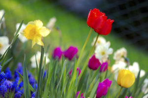 flowers